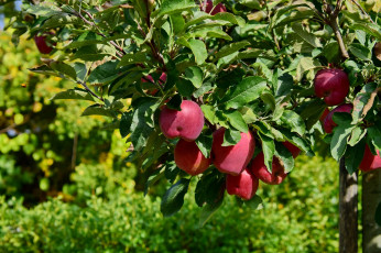 Картинка природа плоды яблоки тоскана осень италия