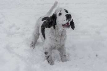 Картинка животные собаки взгляд снег