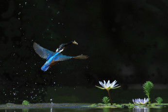 Картинка животные зимородки зимородок лотос птицa водяная лилия полет вода