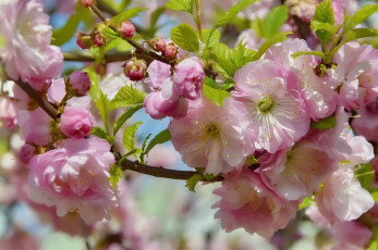 Картинка цветы цветущие+деревья+ +кустарники красота весна цветение природа миндаль праздник май