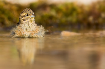 Картинка животные птицы птичка малышка вода природа