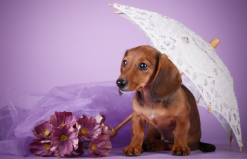 Картинка животные собаки зонт такса щенок сиреневый фон цветы