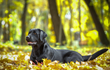 Картинка животные собаки осень листья пес собака животное природа