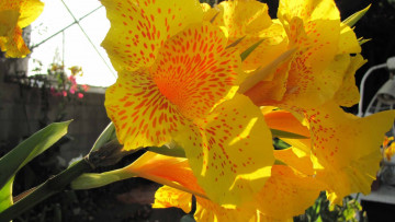 Картинка цветы канна солнечный