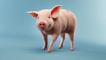 Картинка животные свиньи +кабаны поросёнок детская улыбка свинюшка pig luis ramos