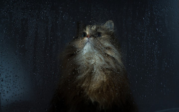 Картинка животные коты стекло капли взгляд