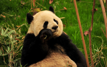 Картинка животные панды медведь