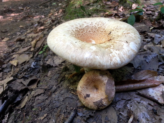 Обои картинки фото природа, грибы, гриб, шляпка