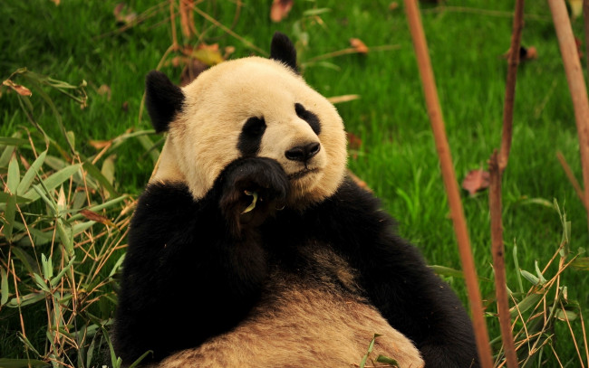 Обои картинки фото животные, панды, медведь