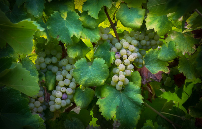 Обои картинки фото природа, Ягоды,  виноград, grapes, грозди, leaves, листва, виноградник, the, vineyard, виноград