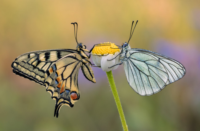 Обои картинки фото животные, бабочки,  мотыльки,  моли, макро