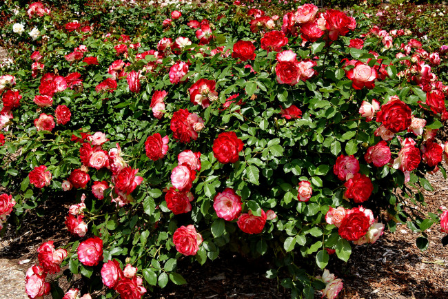 Обои картинки фото цветы, розы, красная, бутоны, куст, цветение, лето