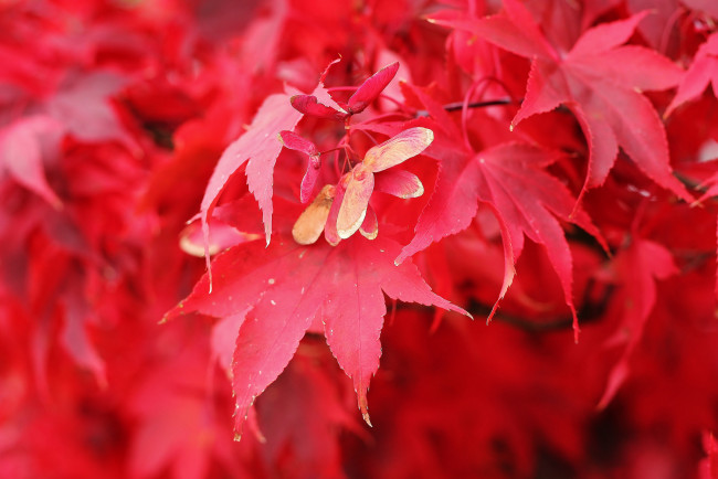 Обои картинки фото природа, листья, осень, оранжевые