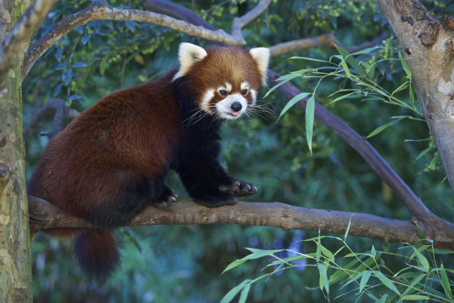 Обои картинки фото животные, панды, панда, рыжая, дерево, природа