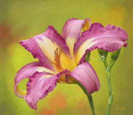 Картинка цветы лилии +лилейники лилейник