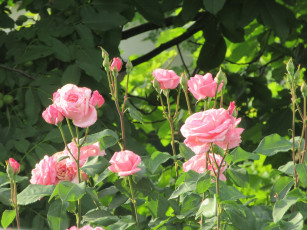 Картинка цветы розы лето 2018