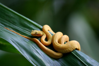 Картинка ботропс животные змеи +питоны +кобры ядовитый змея островной жёлтый