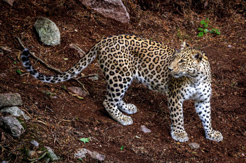 Картинка животные леопарды animal леопард хищник