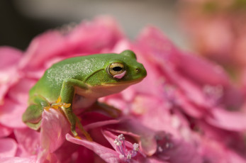 Картинка животные лягушки цветы зеленая лягушка