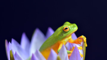 Картинка животные лягушки цветок зеленая лягушка