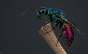 Картинка животные пчелы +осы +шмели оса-блестянка насекомое оса