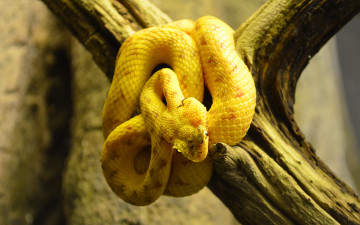 Картинка ботропс животные змеи +питоны +кобры островной жёлтый змея ядовитый