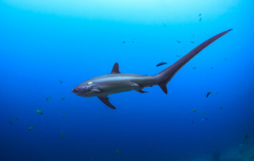 Картинка thresher животные акулы морская лисица shark акула рыба хищник вода океан глубина