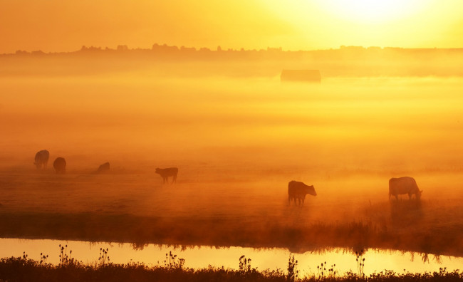 Обои картинки фото животные, коровы,  буйволы, речка, утро, луг, туман