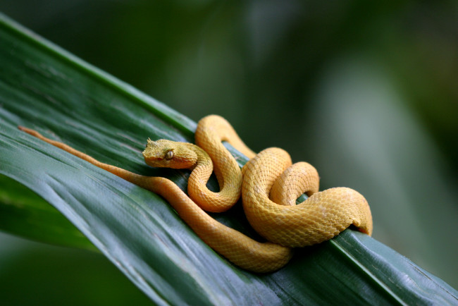 Обои картинки фото ботропс, животные, змеи,  питоны,  кобры, ядовитый, змея, островной, жёлтый