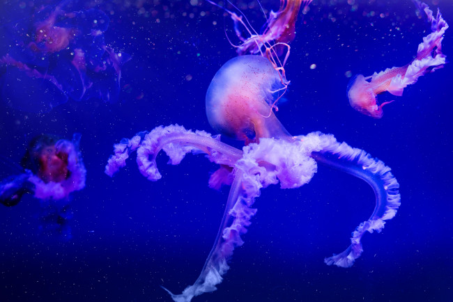 Обои картинки фото животные, медузы, вода, мир, подводный, море, океан