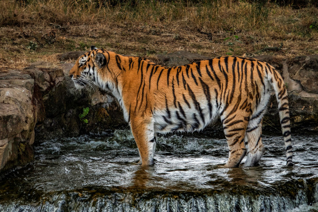Обои картинки фото животные, тигры, природа, трава, кошка, стоит, лапы, водопад, камни, поза, мокрый, тигр