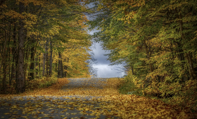 Обои картинки фото природа, дороги, дорога, желтые, листья, осень, деревья, растения
