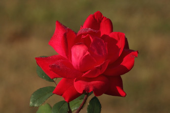 Картинка цветы розы алая роза
