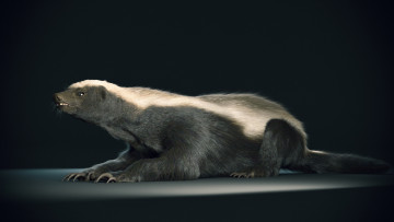 Картинка медоед животные барсуки honey badger куньи животное хищник африка бесстрашный когти шерсть млекопитающее