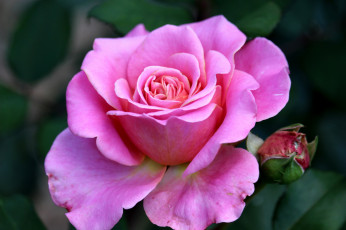 Картинка цветы розы розовая роза макро бутон