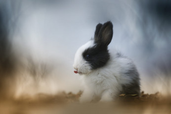 обоя животные, кролики,  зайцы, язык, поляна, заяц, кролик, крольчонок, зайчонок