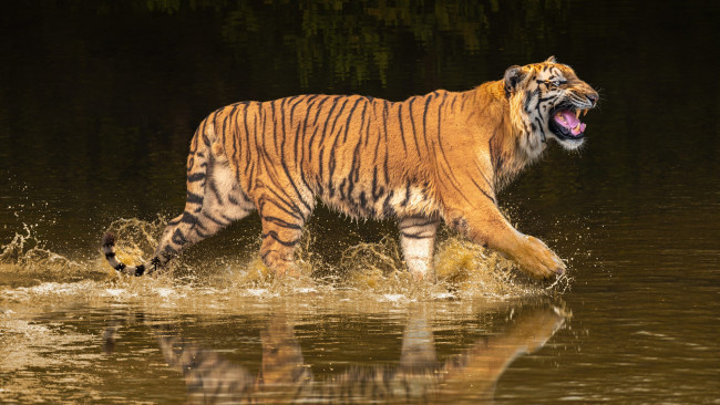 Обои картинки фото животные, тигры, природа, тигр, рык