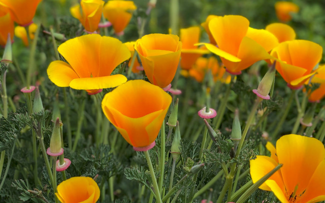 Обои картинки фото цветы, эшшольция , калифорнийский мак, желтые, бутоны