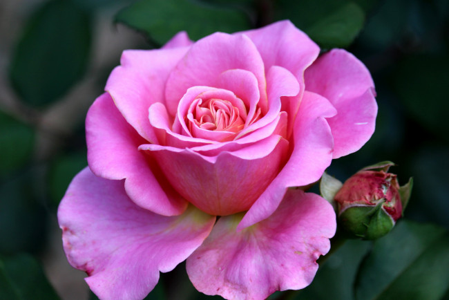 Обои картинки фото цветы, розы, розовая, роза, макро, бутон