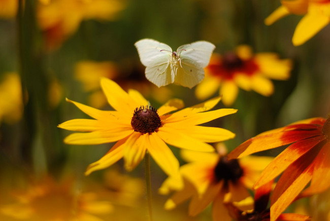 Обои картинки фото животные, бабочки,  мотыльки,  моли, макро, цветы, бабочка, желтые, сад, белая, рудбекия