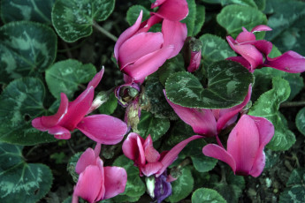 Картинка цветы цикламены розовые листья