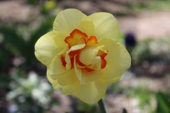 Картинка цветы нарциссы желтый нарцисс макро