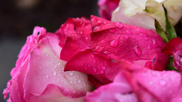 Картинка цветы розы розовые бутоны капли