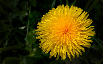 Картинка цветы одуванчики желтый одуванчик макро