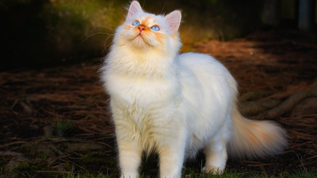 Обои картинки фото белый кот, животные, коты, кот, животное, фауна, взгляд, цвет, поза