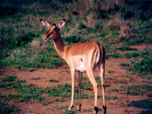 Картинка антилопа импала животные антилопы