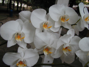 обоя цветы, орхидеи