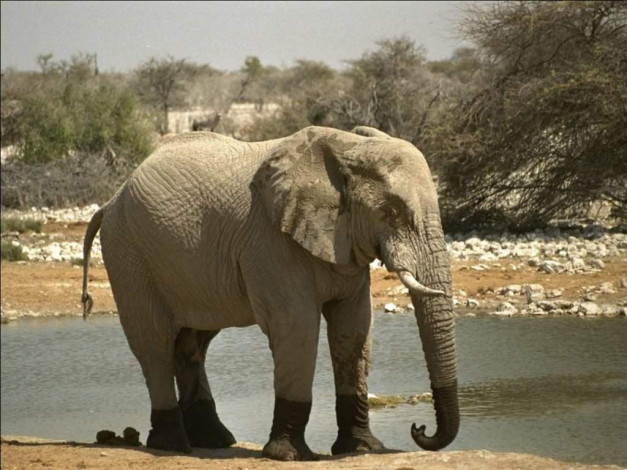 Обои картинки фото животные, слоны