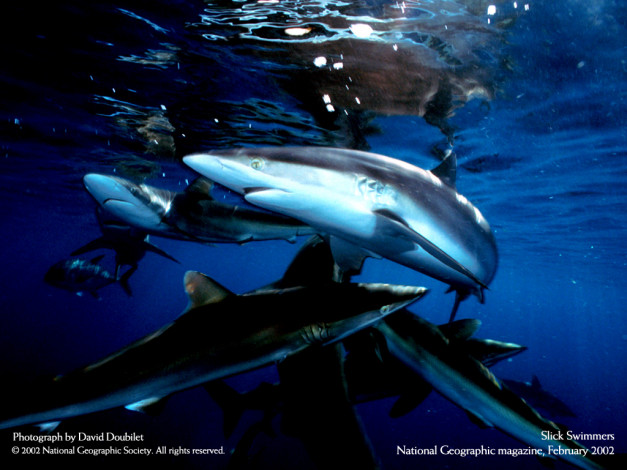 Обои картинки фото животные, акулы