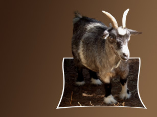 Картинка животные козы коричневый фон